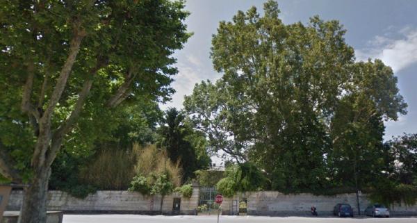 Tra gli alberi monumentali cinque sono sotto la Rocca