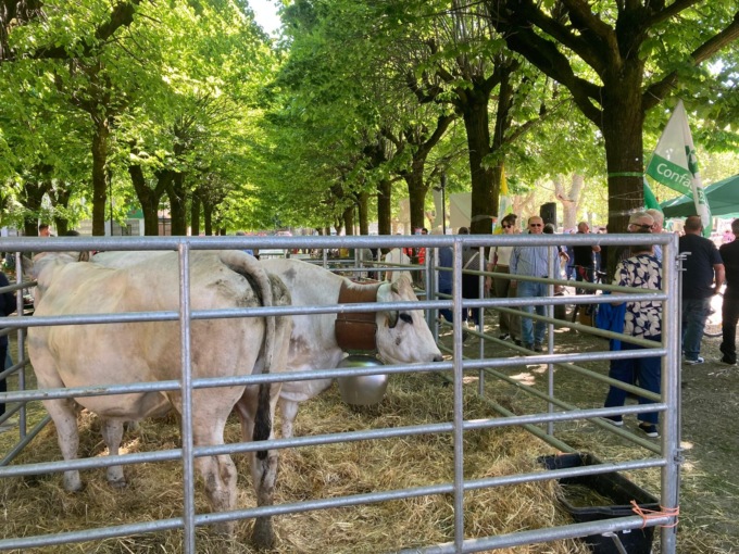 Una giornata sola, ma Cavour Carne rimane un successo