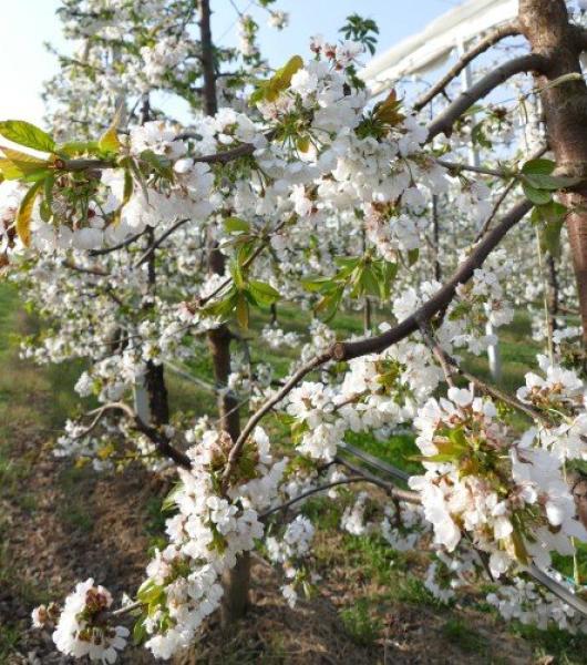 Frutta, servono varietà più resistenti