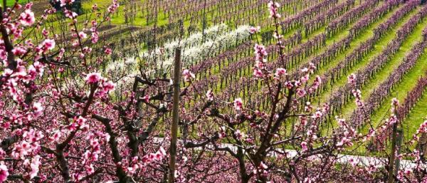 Con il trenino tra la kermesse e i fiori Cresce l’attesa