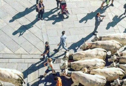 Margari in città con le mandrie c’è la “rudunà”, non le frisone