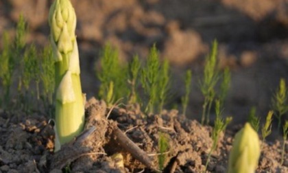 Alla scoperta degli asparagi, molto usati ma poco noti