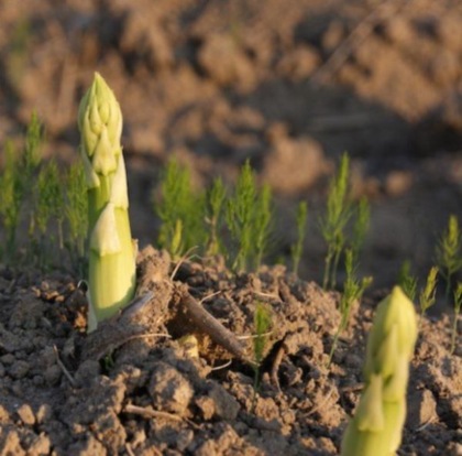 Alla scoperta degli asparagi, molto usati ma poco noti
