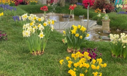 L'azienda Edelweiss si aggiudica la medaglia d'oro a Euroflora