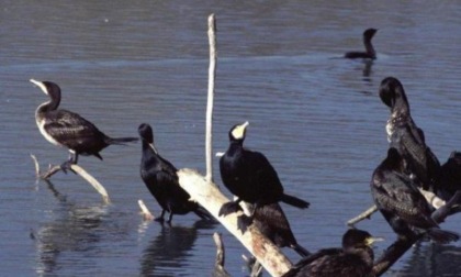 Un giro di vite contro i cormorani