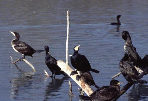 Un giro di vite contro i cormorani