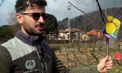 Le drupacee: come far crescere alberi da frutto anche a casa