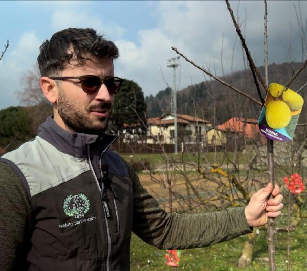 Le drupacee: come far crescere alberi da frutto anche a casa