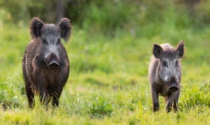 Peste suina e cinghiali: così non va
