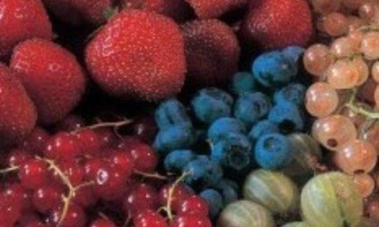Martiniana: obiettivo rilancio dei piccoli frutti