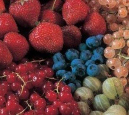 Martiniana: obiettivo rilancio dei piccoli frutti