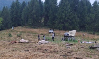 Strage di bovini in alpeggio a Oncino