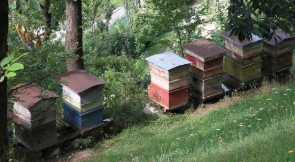 Novità, fondi per il “cibo” delle api