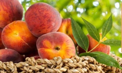 Crollo delle superfici, riscossa dei consumi di frutta