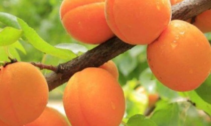 L’estate porta la frutta in tavola
