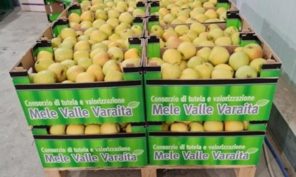 I primi 4 anni del consorzio griffato “mele Valle Varaita”