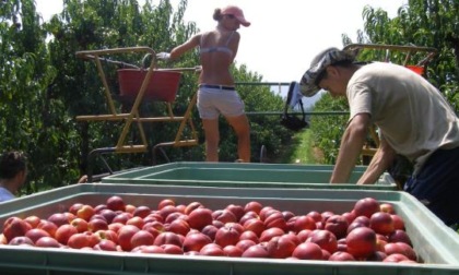 Frutta: partenza con fiducia Pesche e nettarine fino a 1 euro