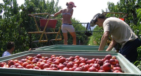 Frutta: partenza con fiducia Pesche e nettarine fino a 1 euro