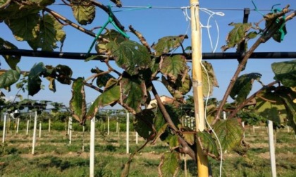 Torna l’allarme morìa del kiwi