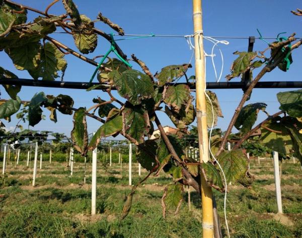 Torna l’allarme morìa del kiwi