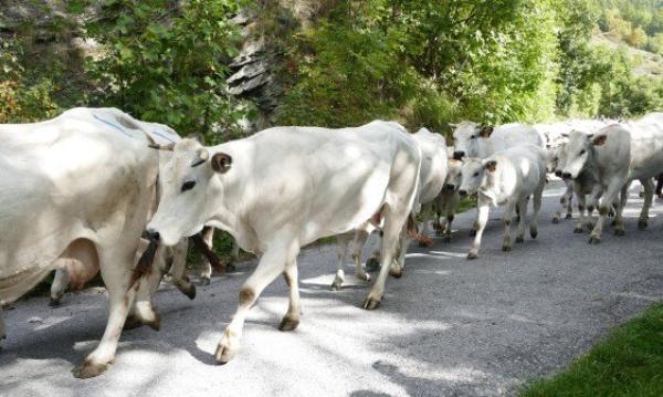 Alpeggio, una stagione complicata