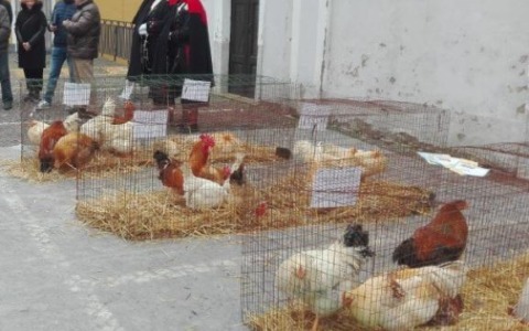 Sabato in scena “Sua Altezza la Gallina Bianca”