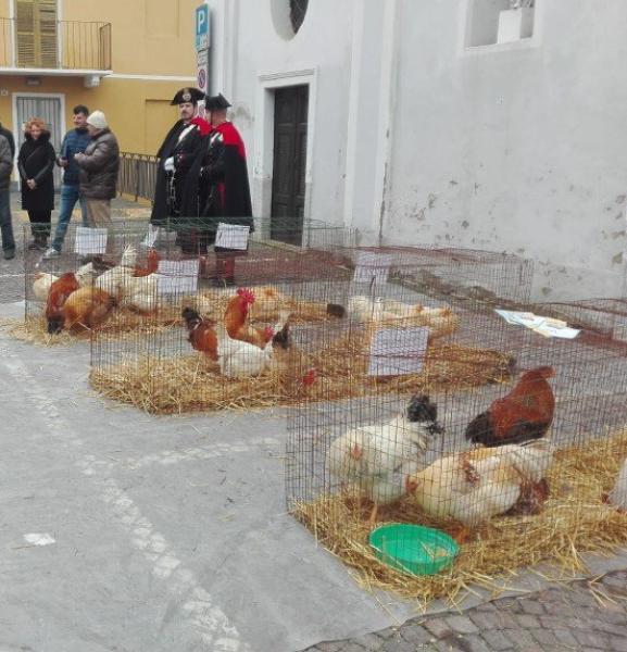 Sabato in scena “Sua Altezza la Gallina Bianca”