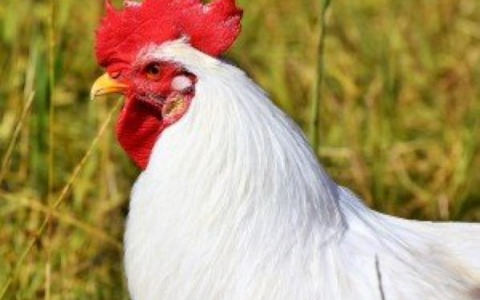 Sua Altezza la Gallina Bianca Moretta celebra il territorio