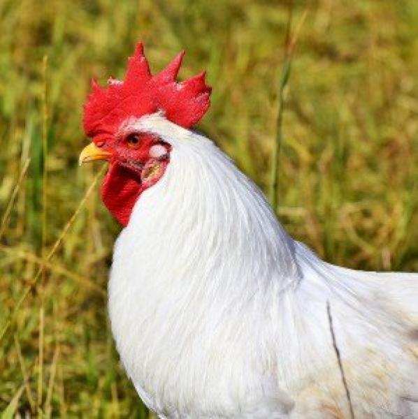 Sua Altezza la Gallina Bianca Moretta celebra il territorio