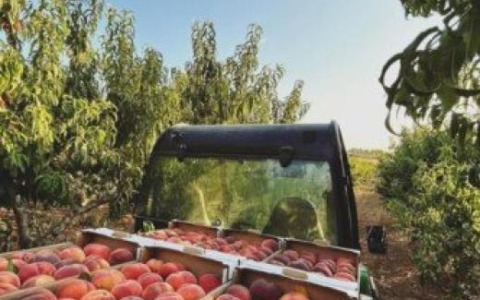 Pesche e nettarine, frenata in agosto