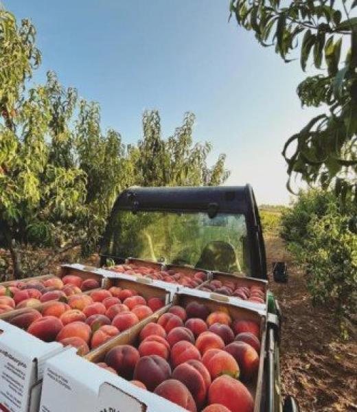 Pesche e nettarine, frenata in agosto