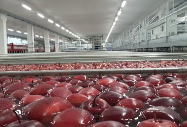 I cugini d’Argentina alla scoperta di Verzuolo