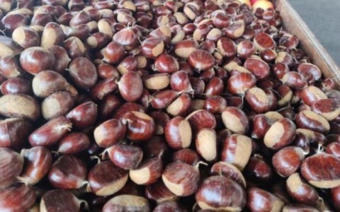 Meno produzione, ma le castagne sono buone
