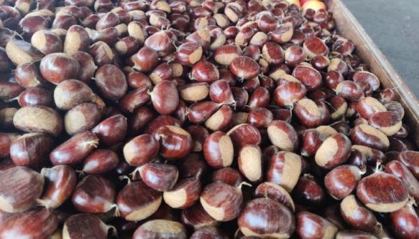 Meno produzione, ma le castagne sono buone