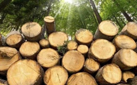 Risorse boschive e legname spunto di interesse