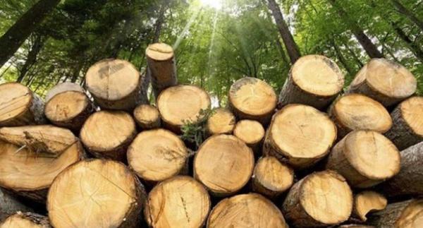 Risorse boschive e legname spunto di interesse
