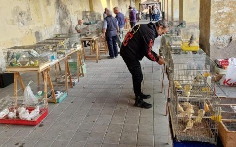 Domenica 16 novembre Cavour in piume