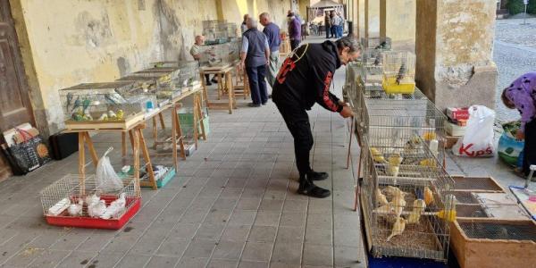 Domenica 16 novembre Cavour in piume