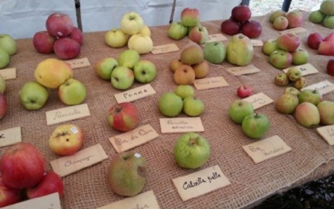 Il Piemonte è custode di antichissime mele