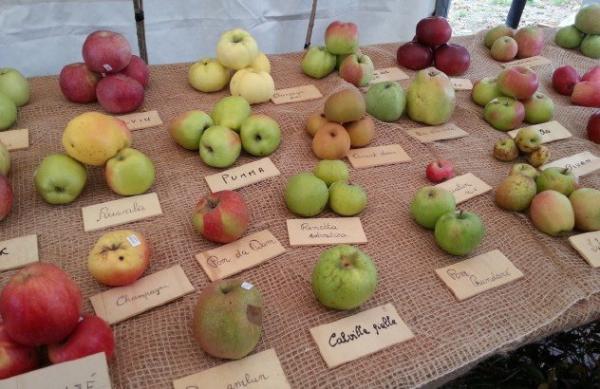 Il Piemonte è custode di antichissime mele