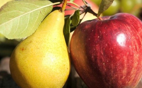 Mele e pere, mercato solido e l’export viaggia sul +20%