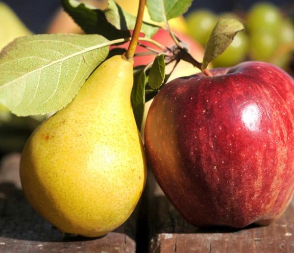 Mele e pere, mercato solido e l’export viaggia sul +20%