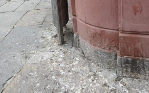 I piccioni finiscono in Consiglio «Danno di immagine per la città»