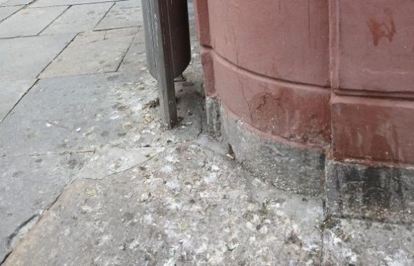 I piccioni finiscono in Consiglio «Danno di immagine per la città»