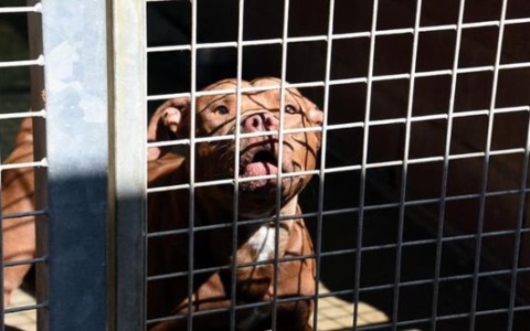 Un agente di Polizia Municipale è stato azzannato da un pitbull