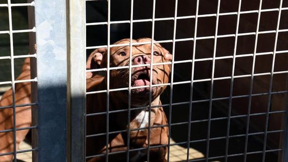 Un agente di Polizia Municipale è stato azzannato da un pitbull