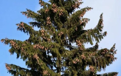 L’abete rosso di Pian Munè va a Montecitorio