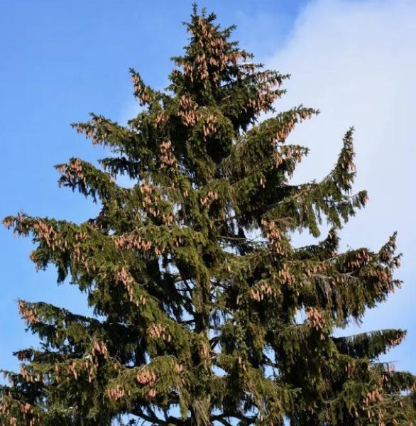 L’abete rosso di Pian Munè va a Montecitorio