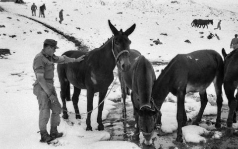 Dagli alpini ad Amleto Bertoni Il grande Novecento della città