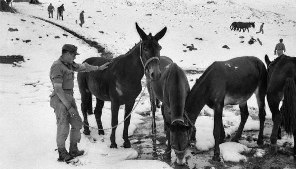Dagli alpini ad Amleto Bertoni Il grande Novecento della città